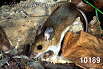 Peromyscus-leucopus